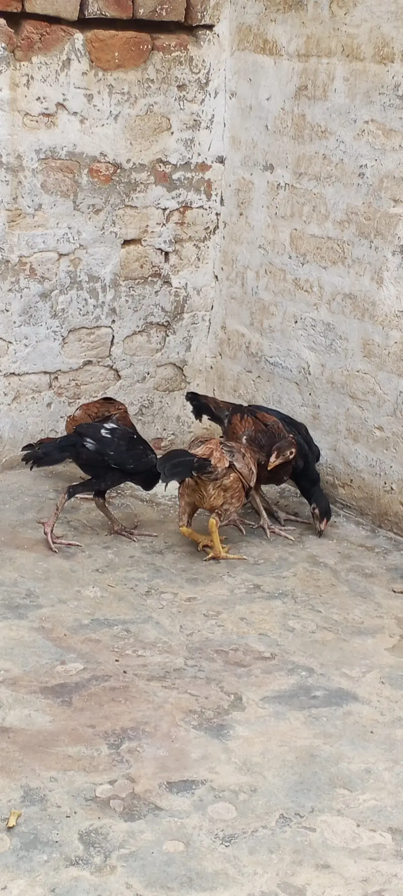 Aseel hens sahiwal arif road Chak no 101 9L — photo 4