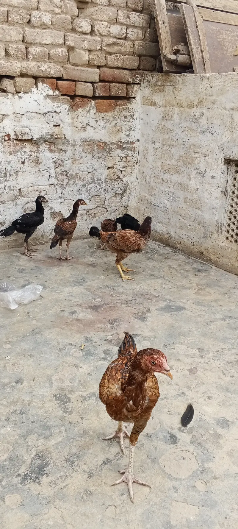 Aseel hens sahiwal arif road Chak no 101 9L — photo 5