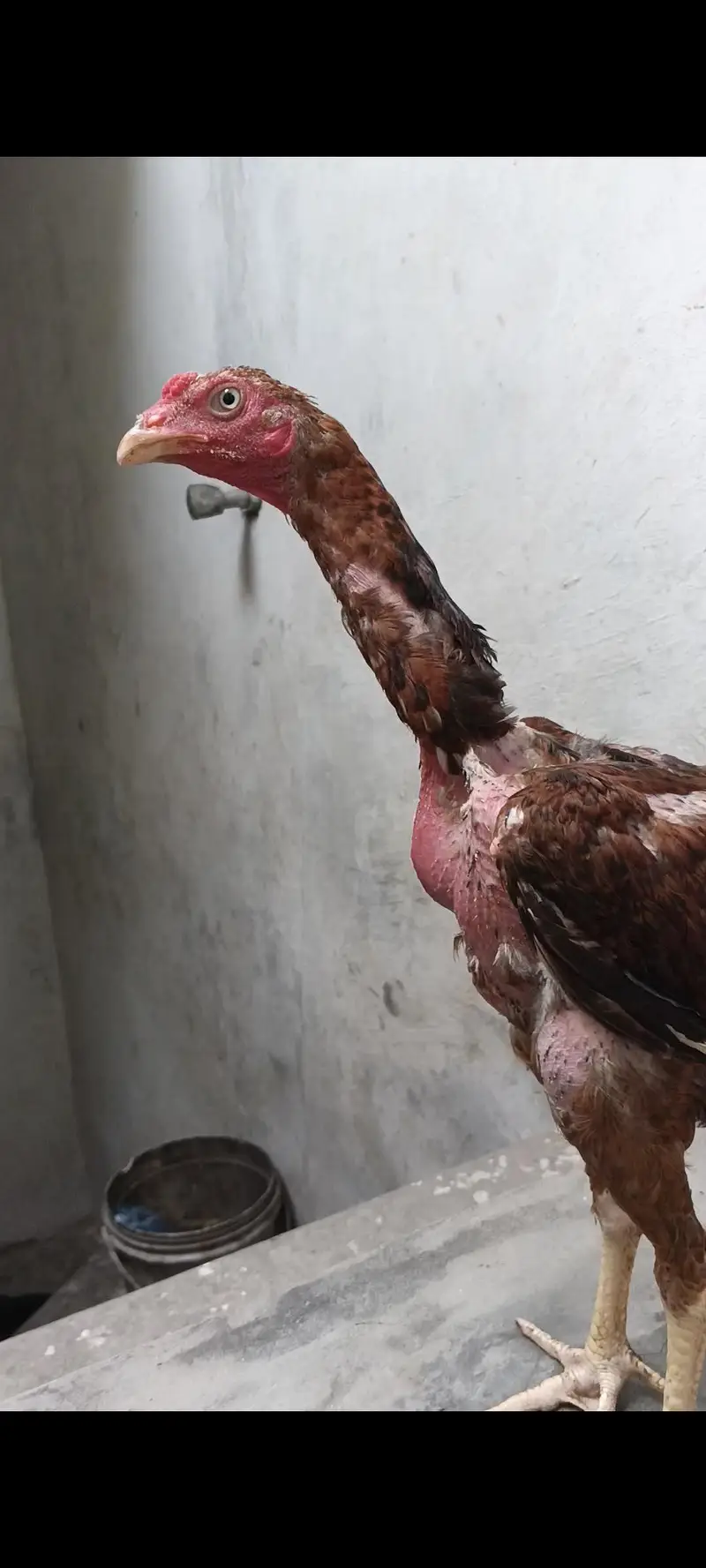 aseel male and females vlety cross — photo 3