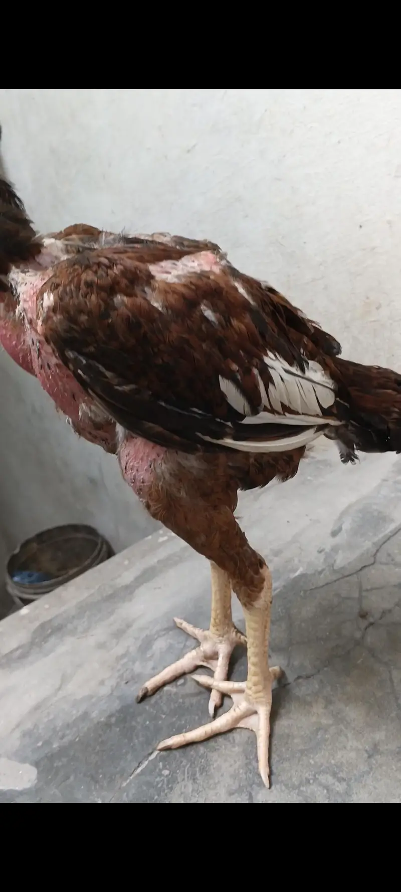 aseel male and females vlety cross — photo 6