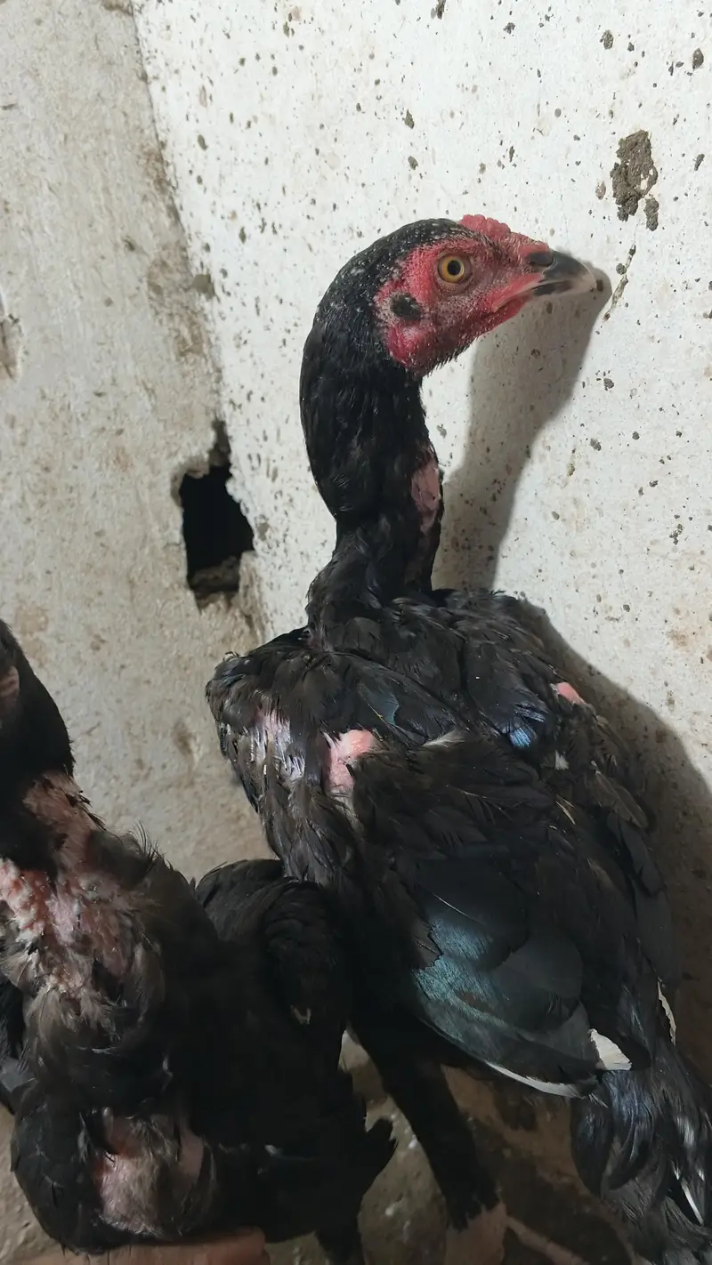 aseel male and females vlety cross — photo 7