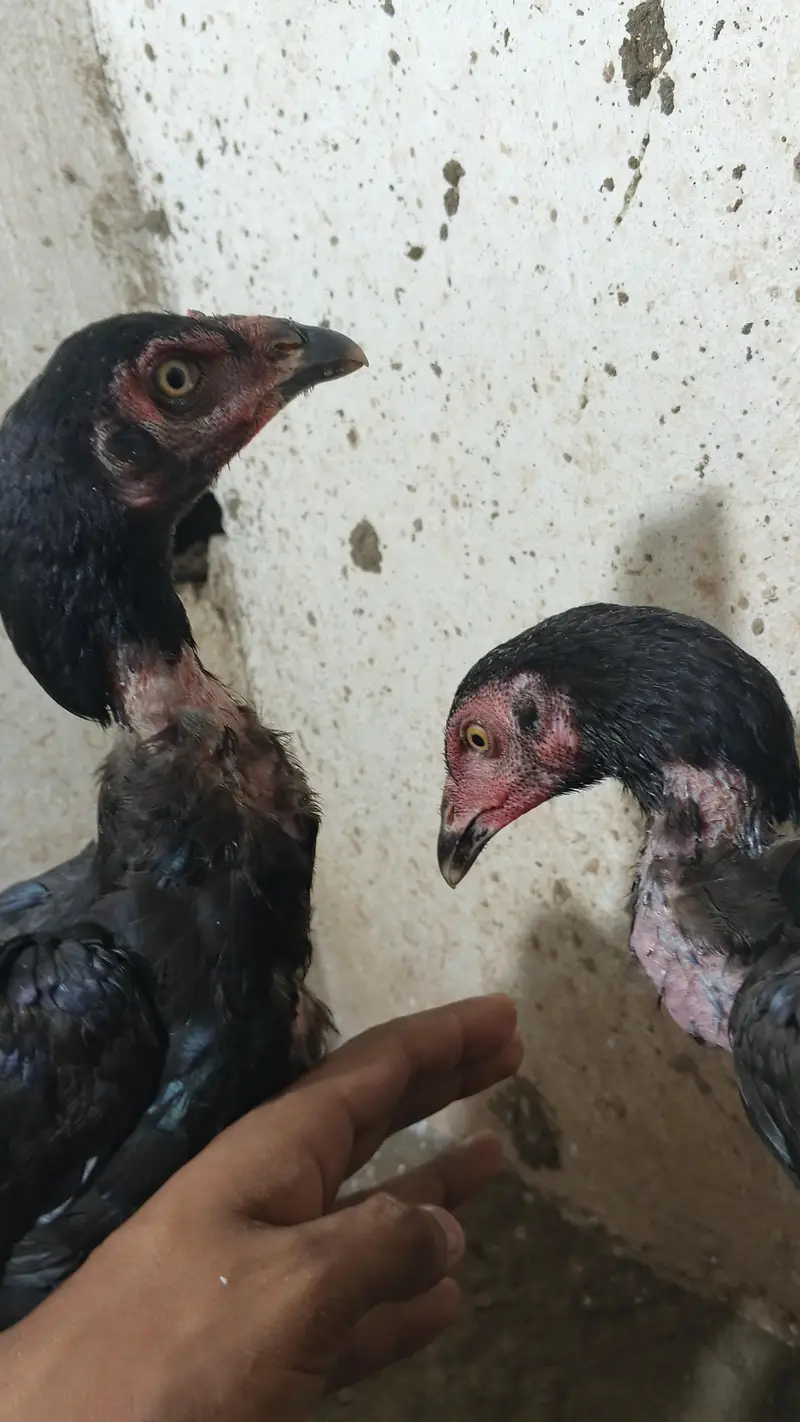 aseel male and females vlety cross — photo 9