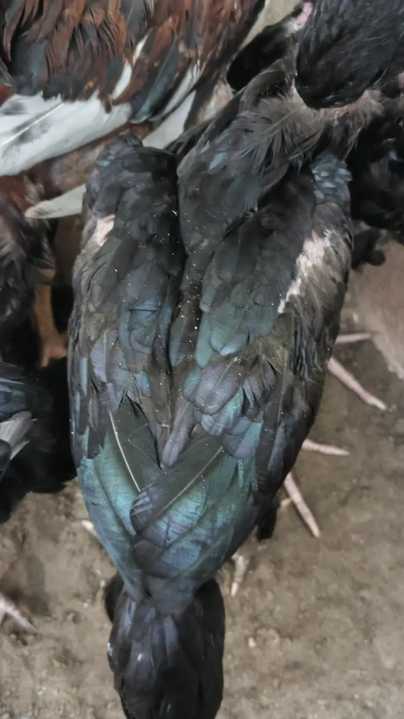 aseel male and females vlety cross — photo 10