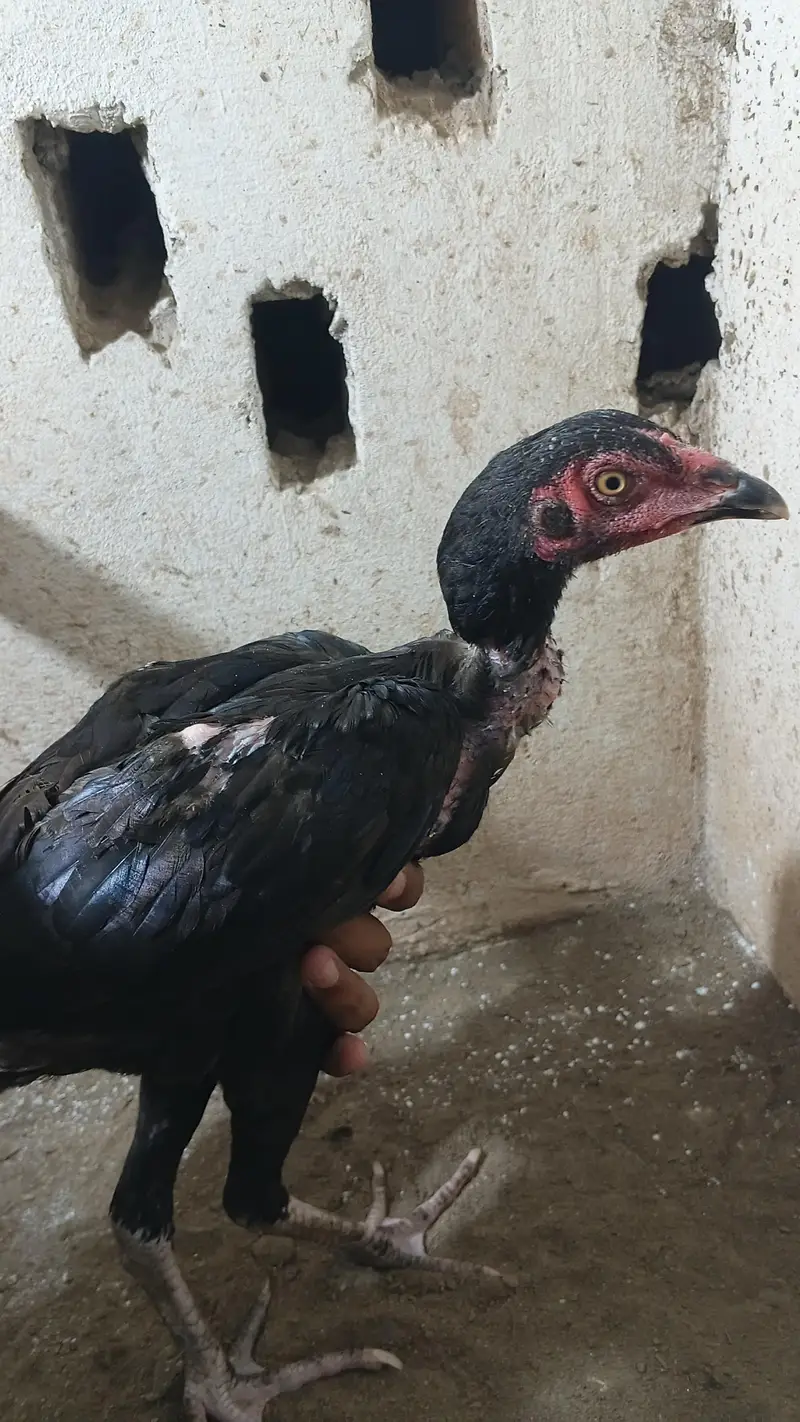 aseel male and females vlety cross — photo 11