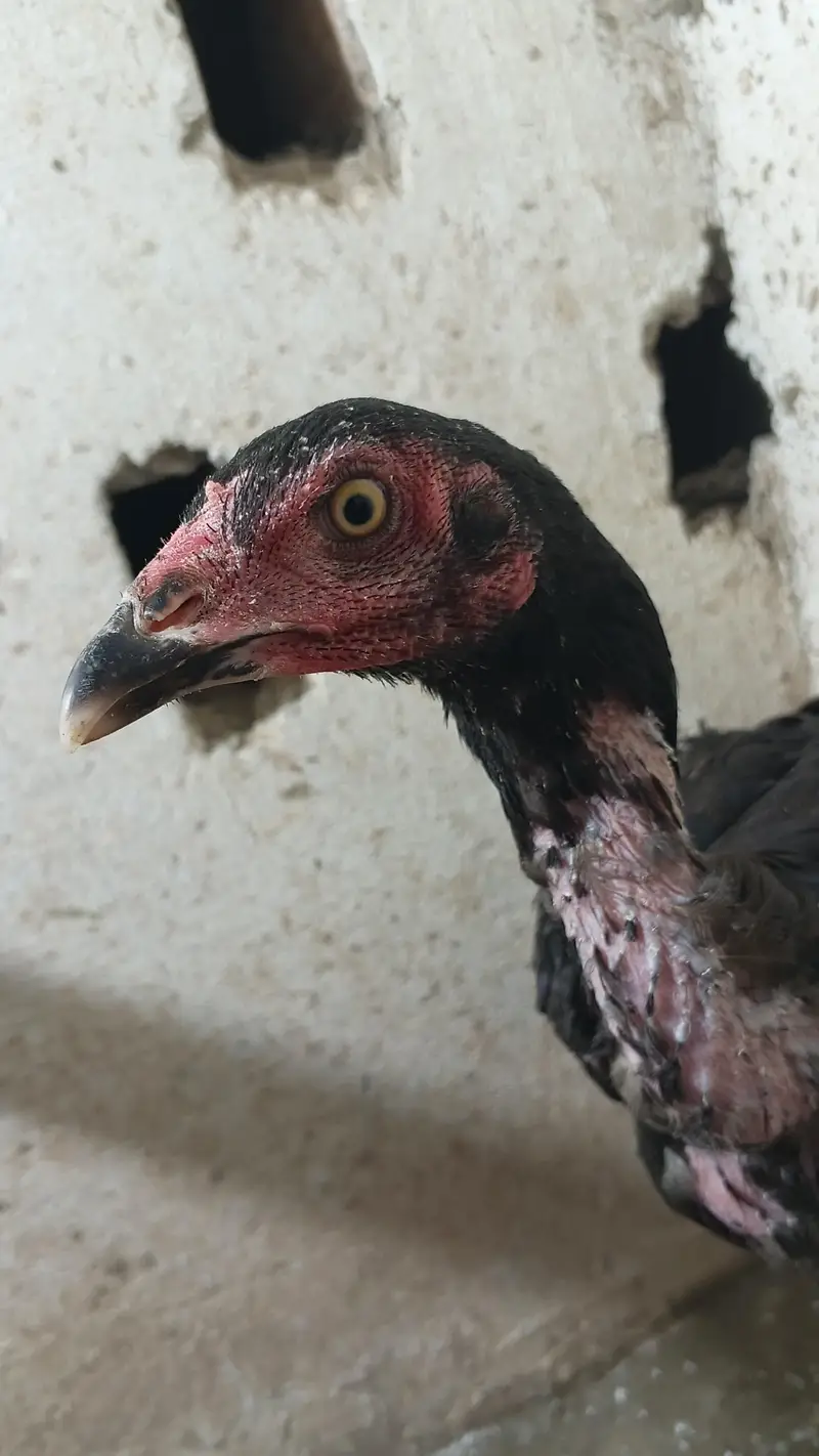 aseel male and females vlety cross — photo 12
