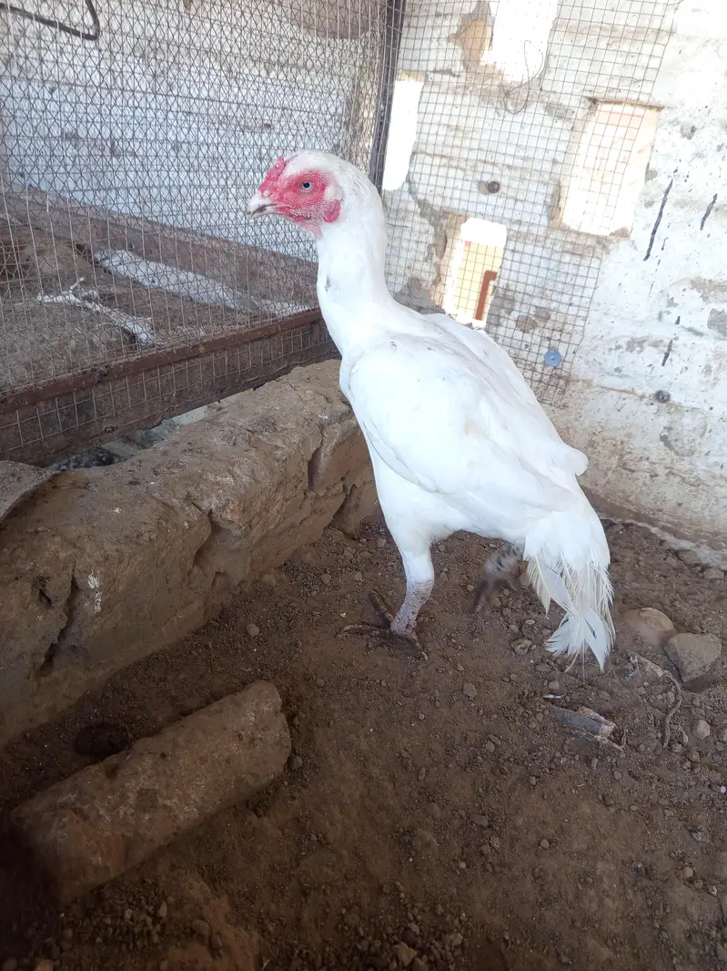 Heera Aseel Madi available for sale — photo 2