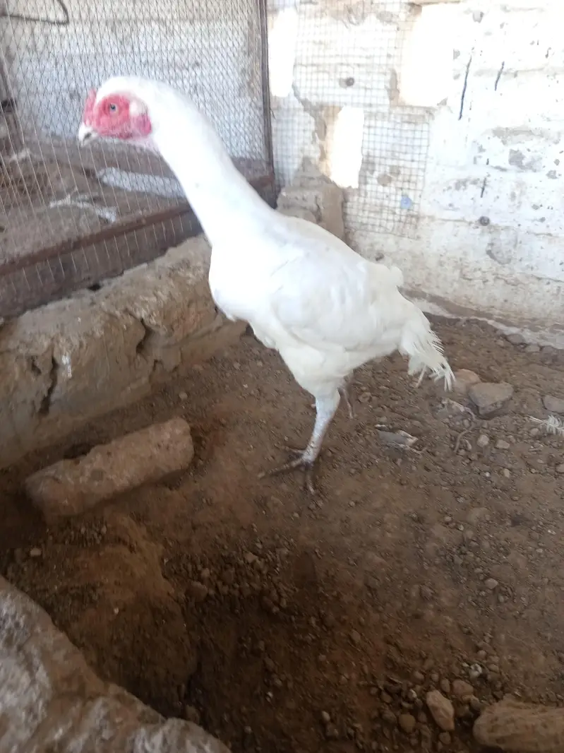 Heera Aseel Madi available for sale — photo 3