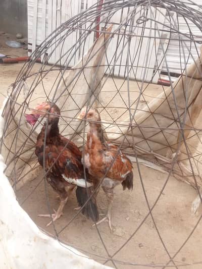 Aseel Chicks pure pair
