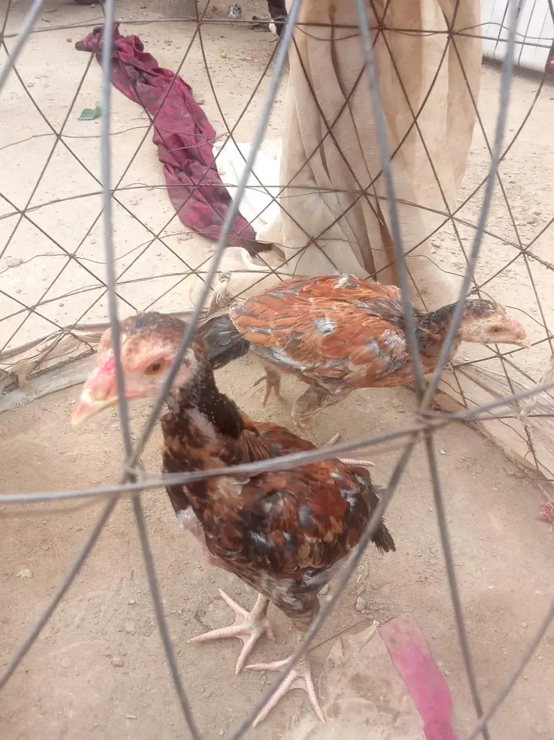 Aseel Chicks pure pair — photo 5