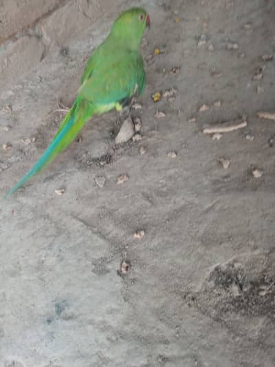 Green House parrots