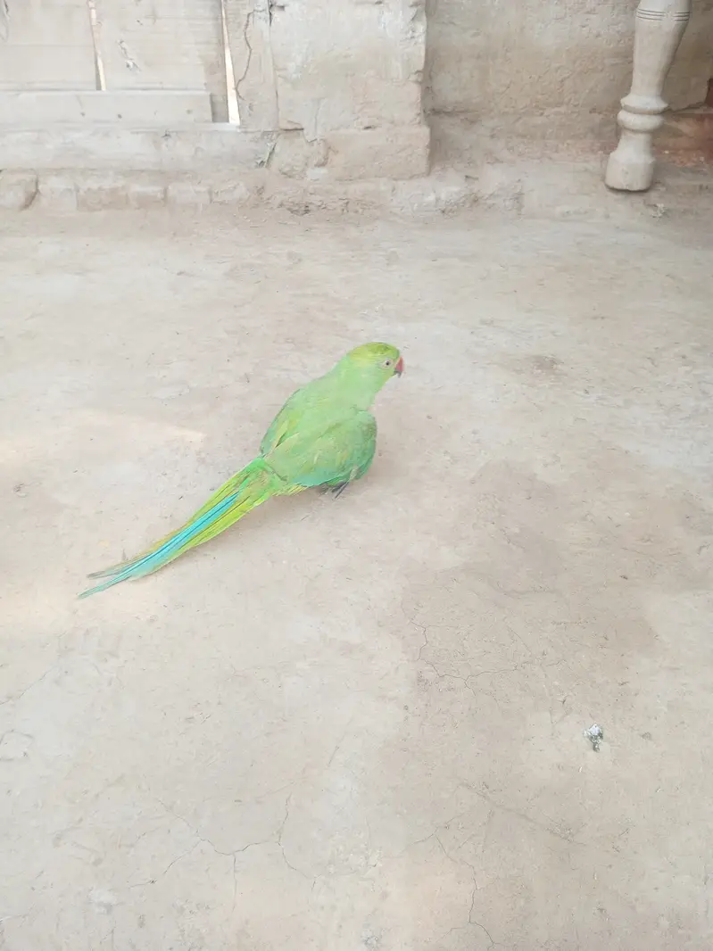 Green House parrots — photo 2