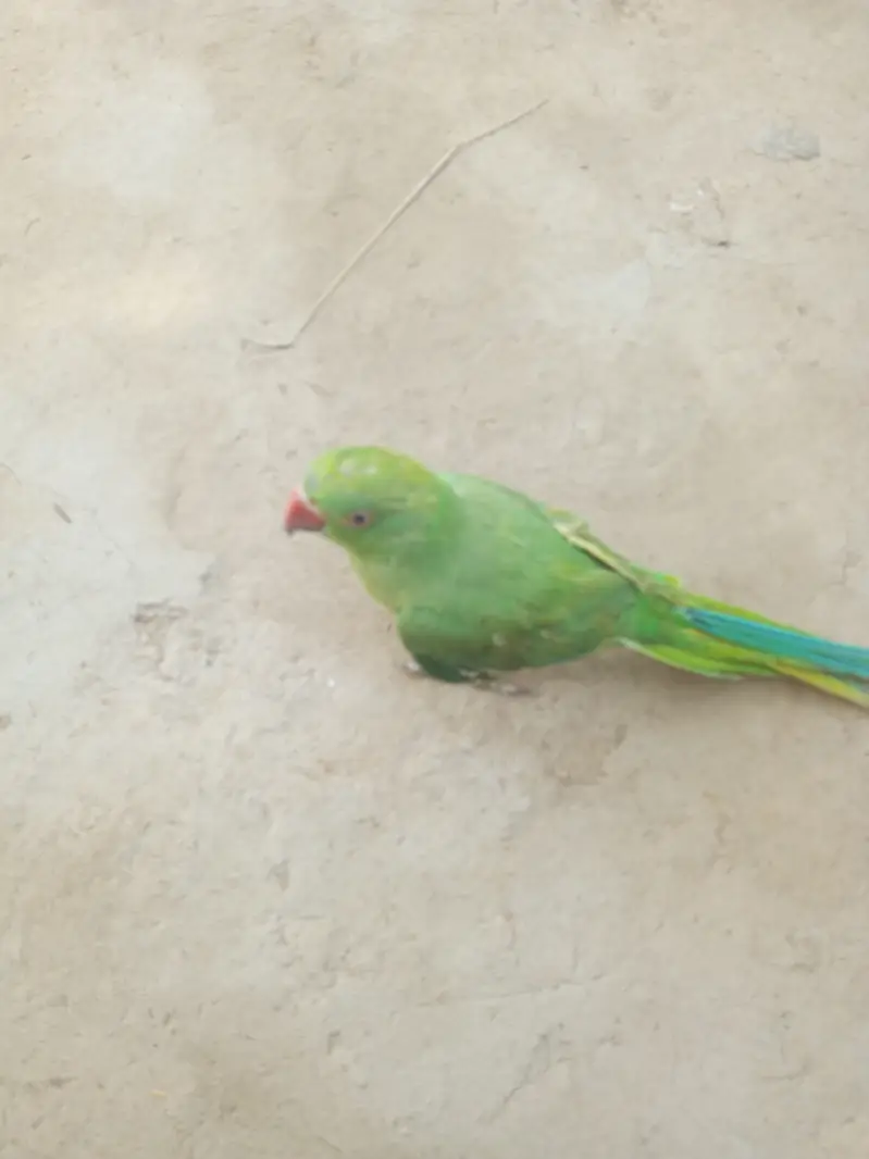 Green House parrots — photo 3