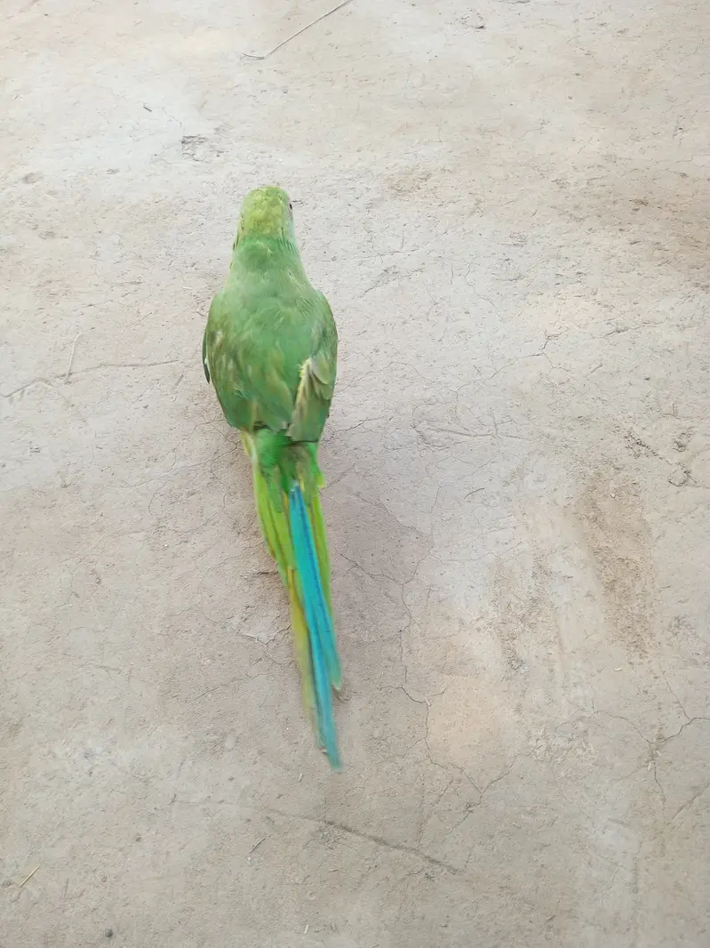 Green House parrots — photo 4