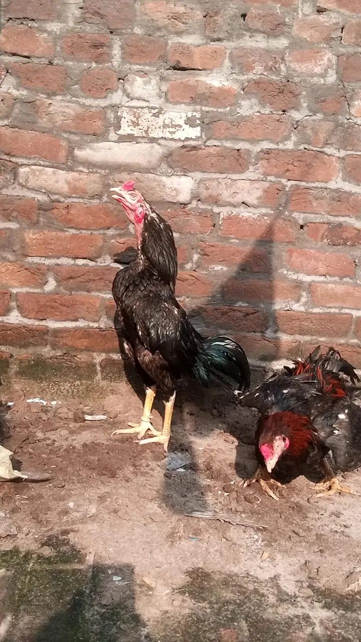 lassani male — photo 2