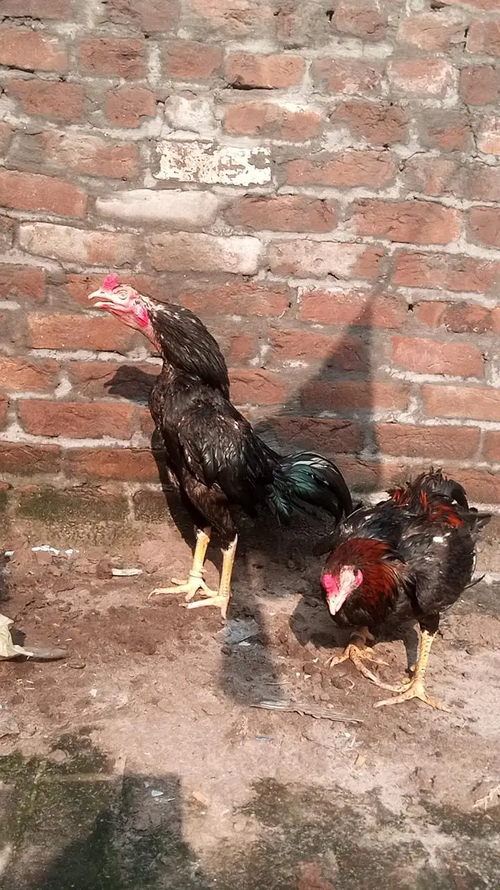 lassani male — photo 4
