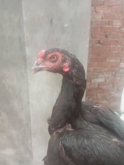 aseel blood line home breed