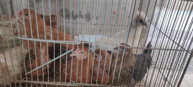 WHITE SILKIE, BLUE BANTUM BLACK BANTUM ,DESI MISRI CHICKS