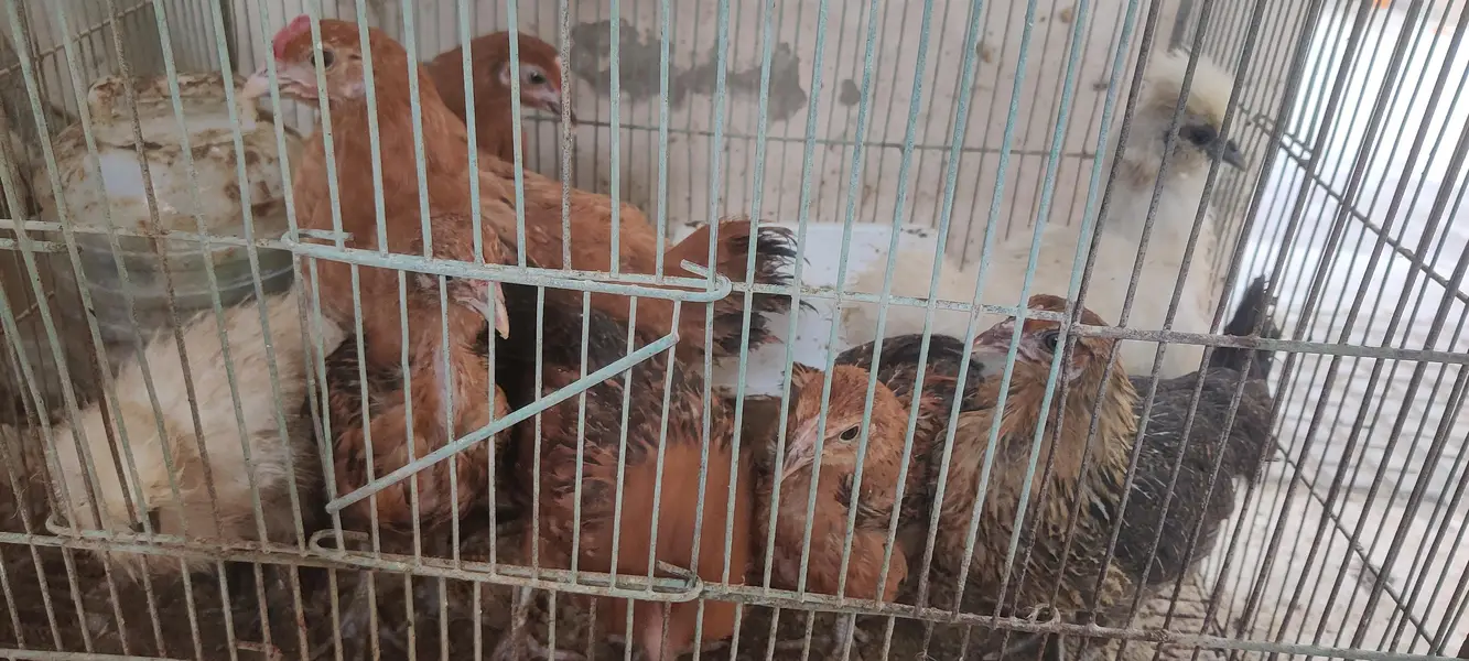 WHITE SILKIE, BLUE BANTUM BLACK BANTUM ,DESI MISRI CHICKS — photo 2