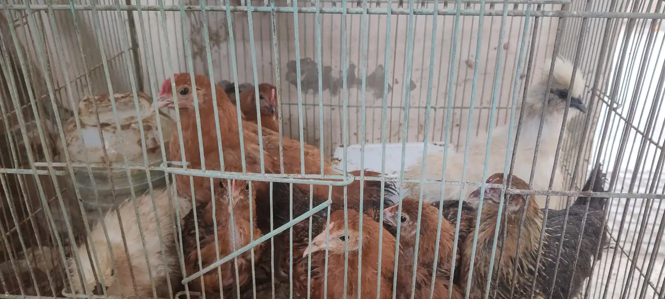 WHITE SILKIE, BLUE BANTUM BLACK BANTUM ,DESI MISRI CHICKS — photo 3