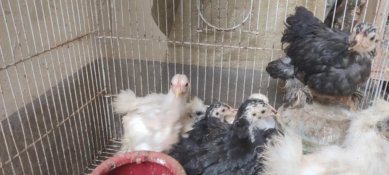 WHITE SILKIE, BLUE BANTUM BLACK BANTUM ,DESI MISRI CHICKS — photo 4
