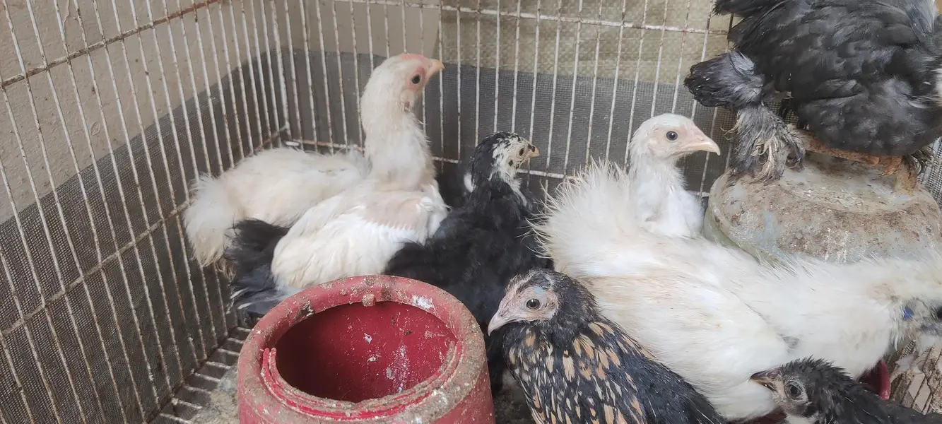 WHITE SILKIE, BLUE BANTUM BLACK BANTUM ,DESI MISRI CHICKS — photo 5