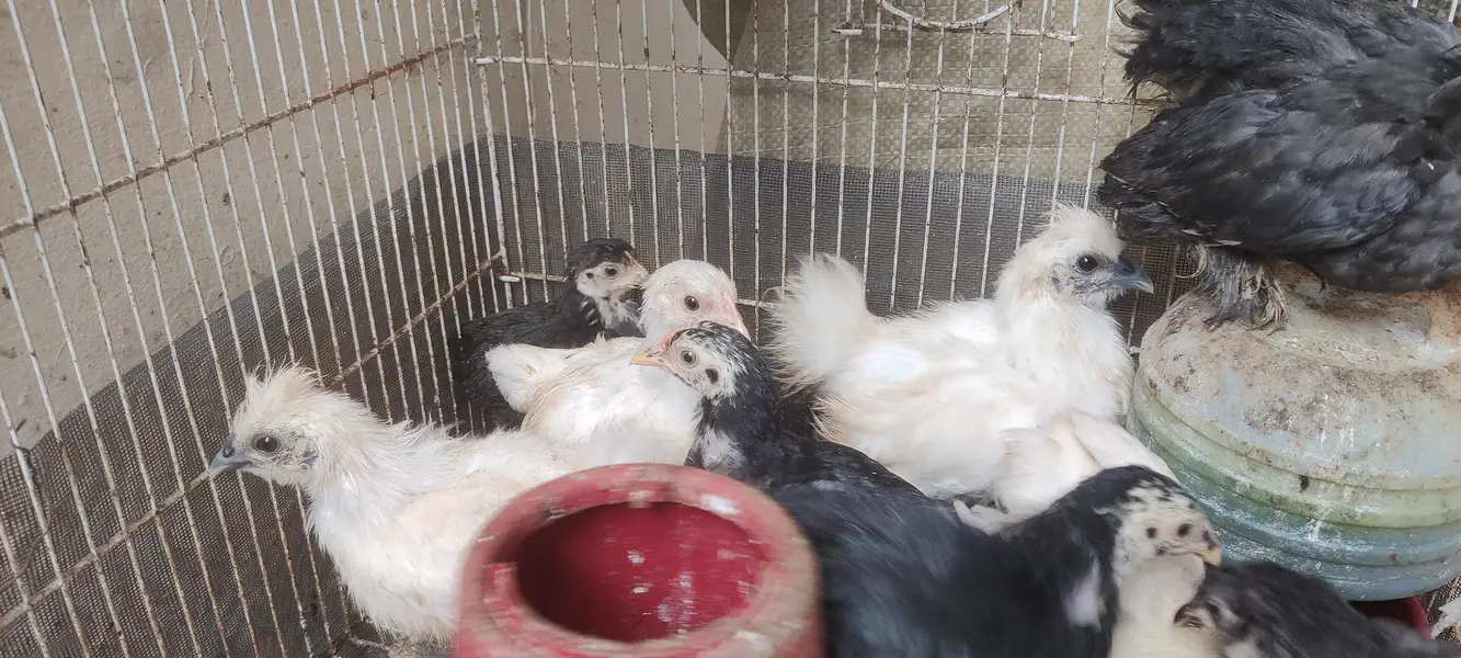 WHITE SILKIE, BLUE BANTUM BLACK BANTUM ,DESI MISRI CHICKS — photo 6