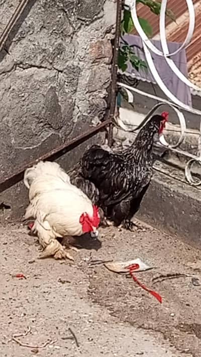 3 Bantam for sale