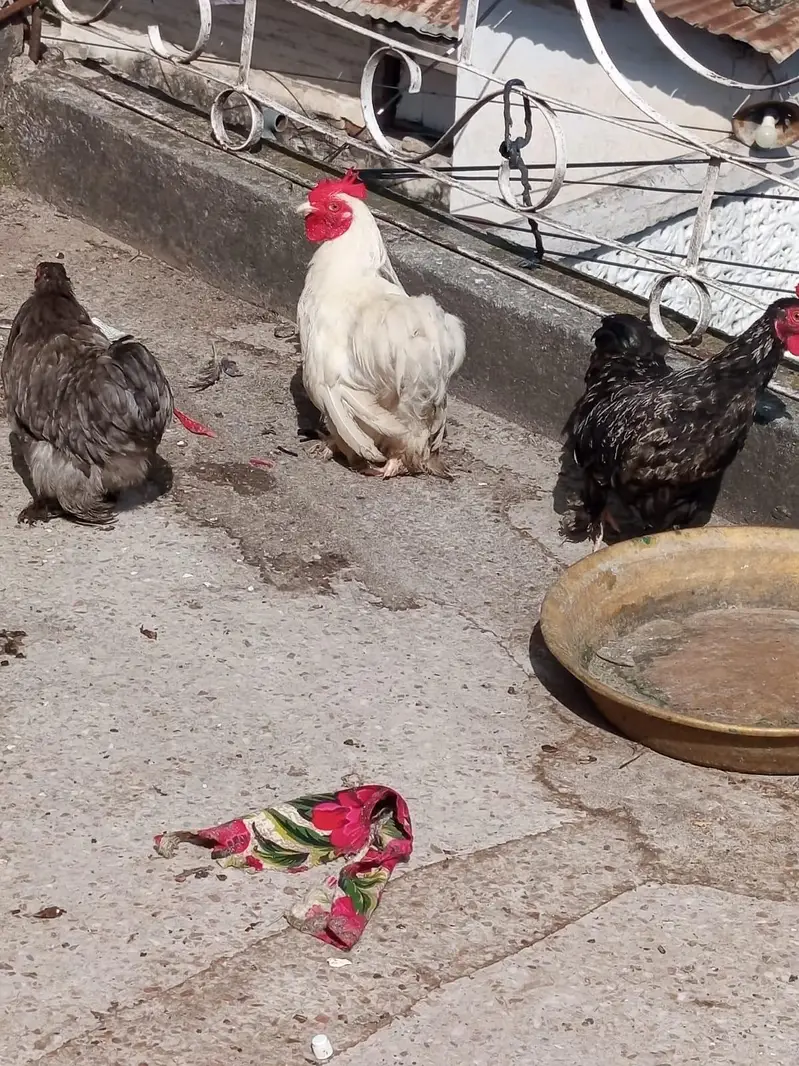 3 Bantam for sale — photo 2