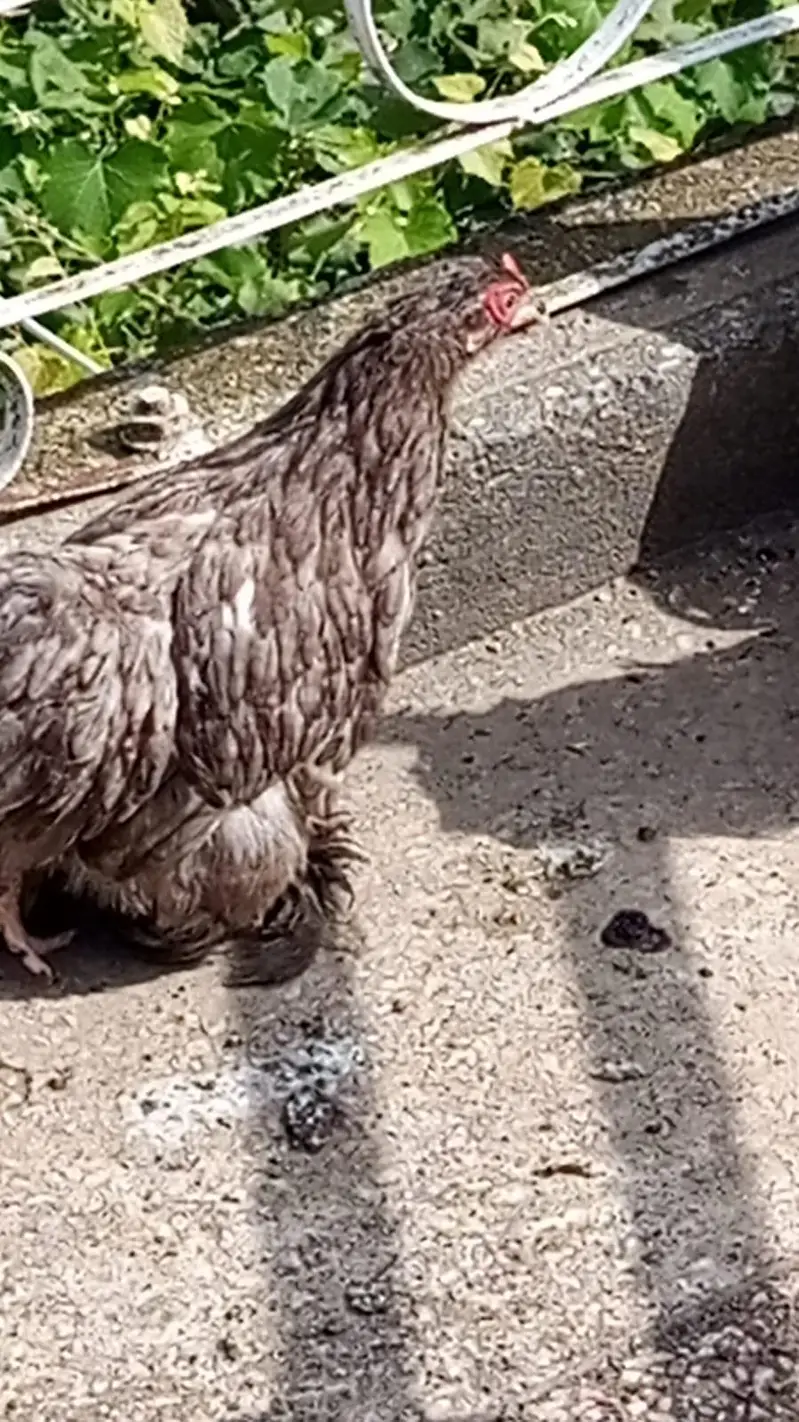 3 Bantam for sale — photo 3