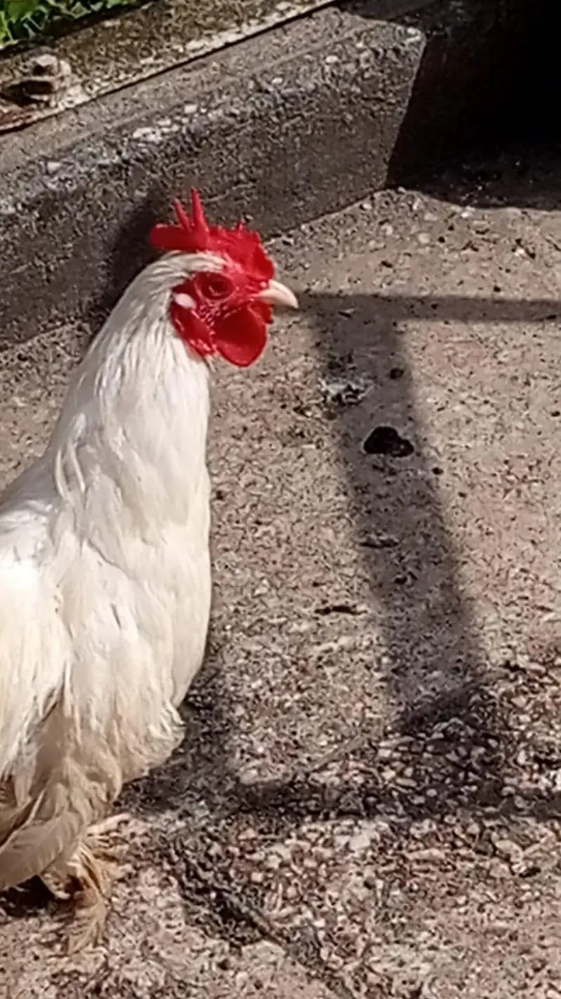 3 Bantam for sale — photo 4