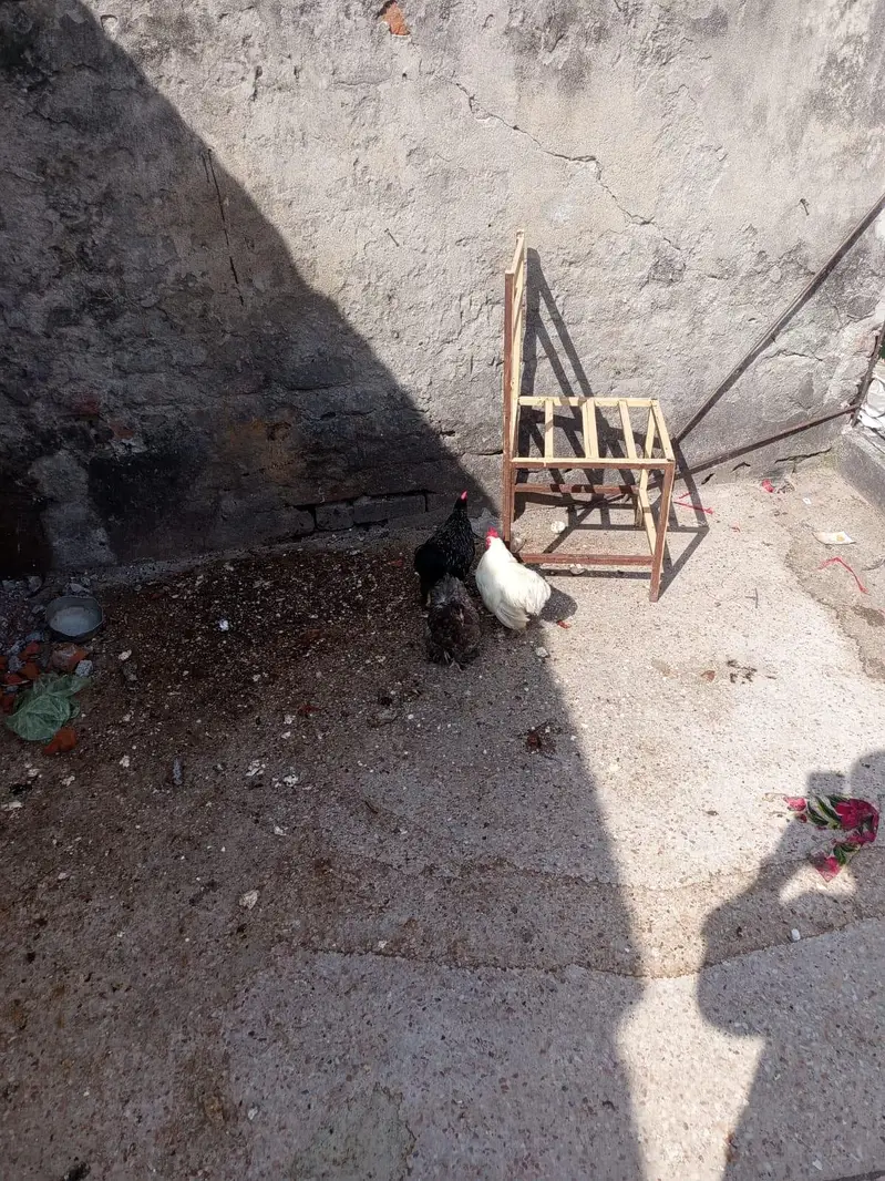 3 Bantam for sale — photo 5