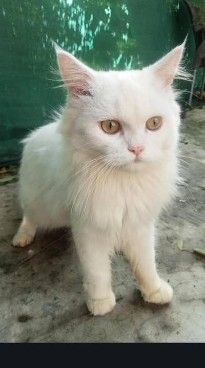 Persian cat rs15000