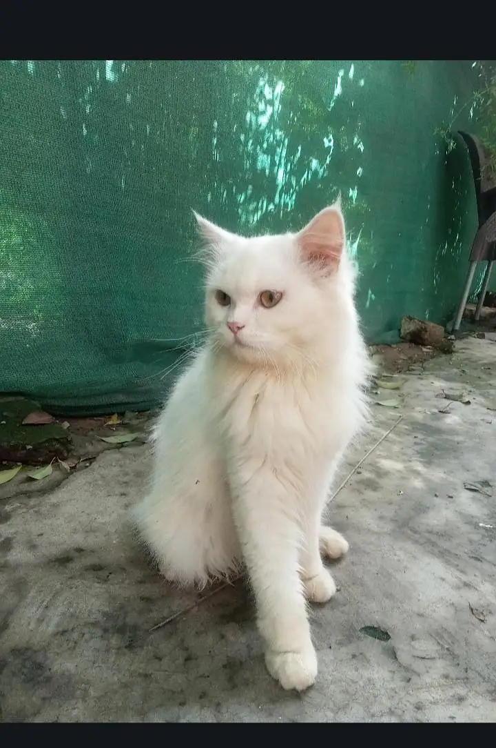 Persian cat rs15000 — photo 2