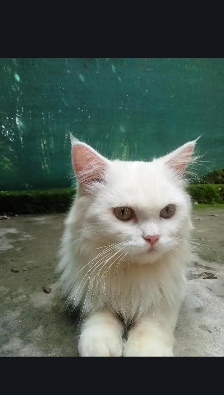 Persian cat rs15000 — photo 3