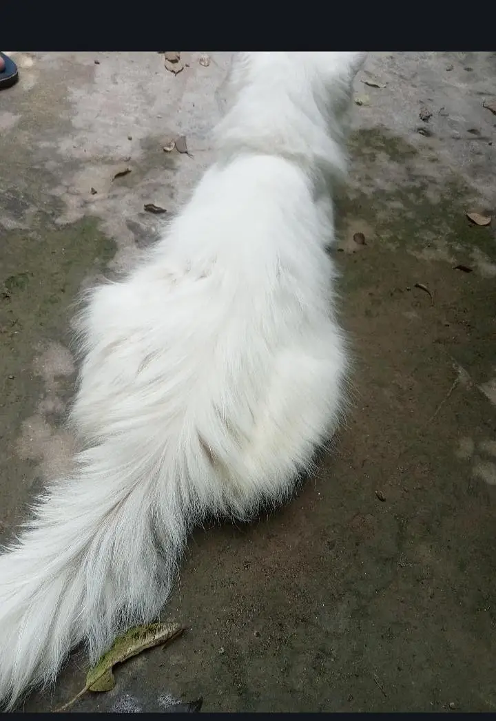 Persian cat rs15000 — photo 4