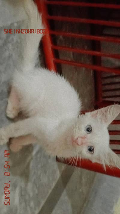 Persian cat for sale