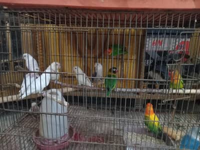 5 pairs of love birds beautiful colors n gud breeding