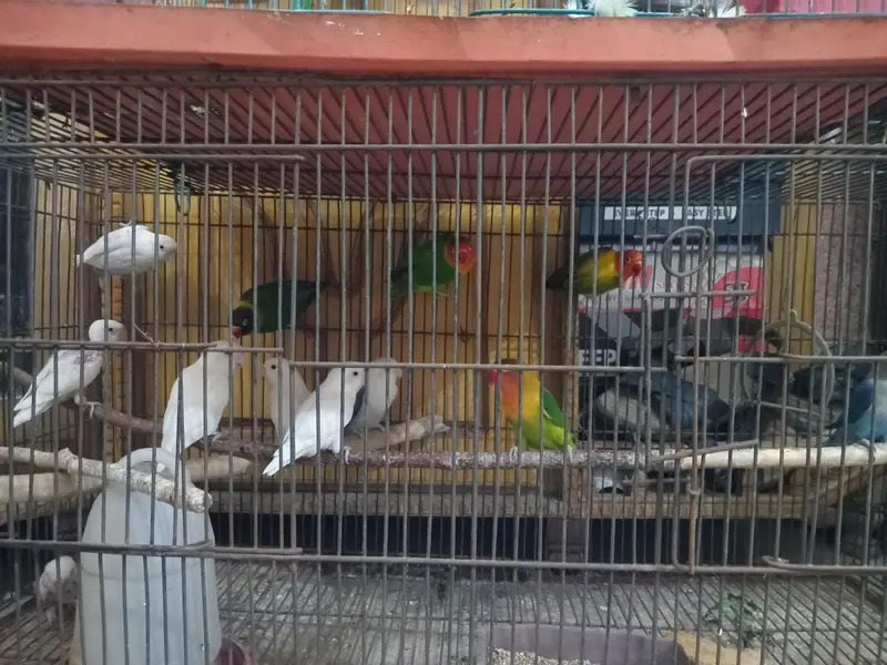 5 pairs of love birds beautiful colors n gud breeding — photo 2