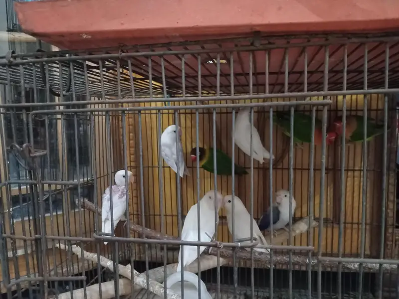 5 pairs of love birds beautiful colors n gud breeding — photo 3
