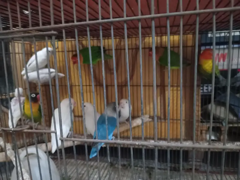 5 pairs of love birds beautiful colors n gud breeding — photo 4