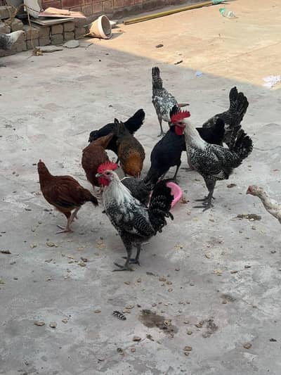 Misri Golden , Aseel Hens , Healthy hens with no illness, full active