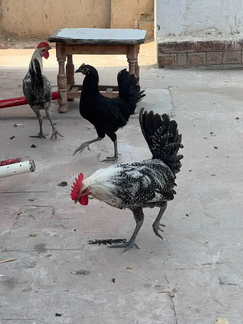 Misri Golden , Aseel Hens , Healthy hens with no illness, full active — photo 2