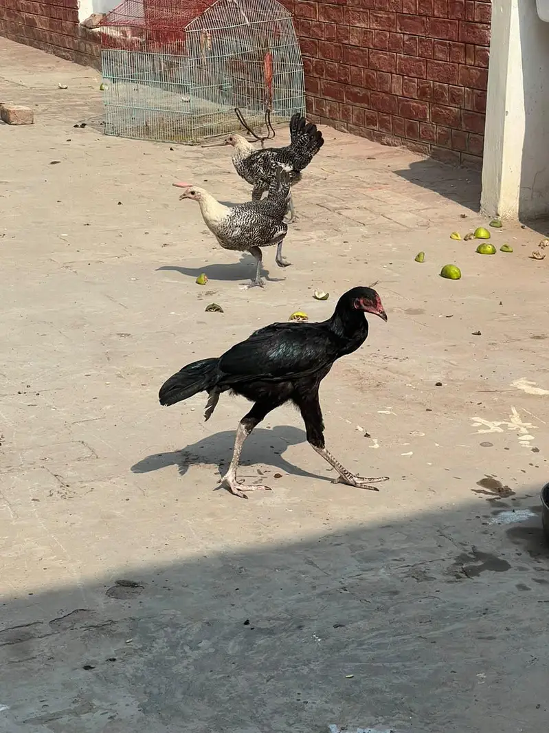 Misri Golden , Aseel Hens , Healthy hens with no illness, full active — photo 3