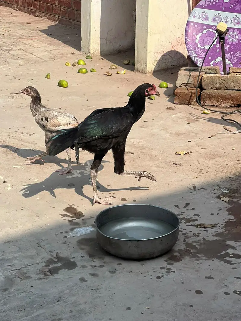 Misri Golden , Aseel Hens , Healthy hens with no illness, full active — photo 4