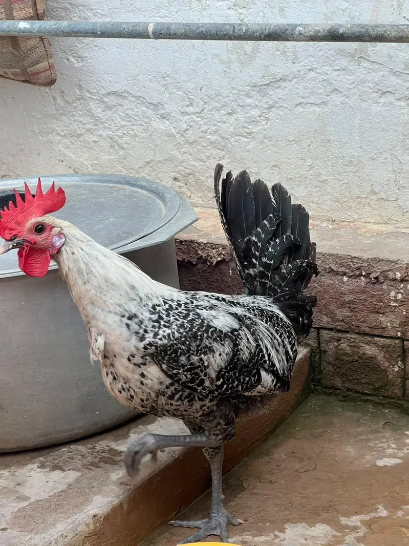 Misri Golden , Aseel Hens , Healthy hens with no illness, full active — photo 5