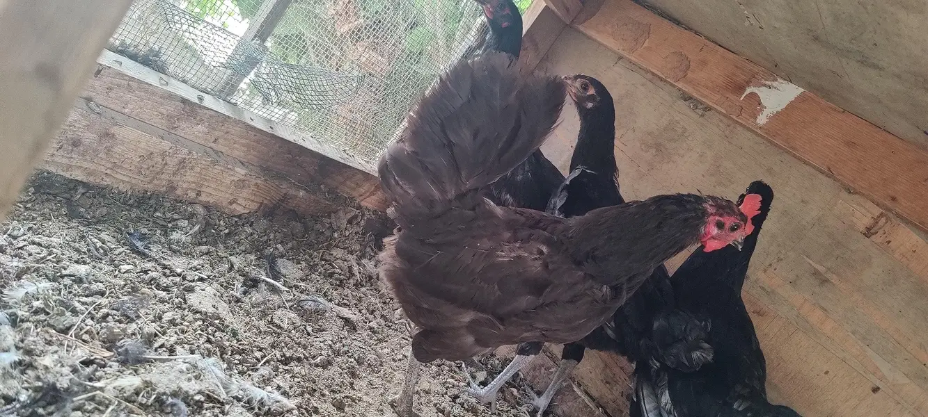 2 Heera Madi 1 Aseel Madi 3 Austrolop Madi 3 Aseel chicks — photo 2