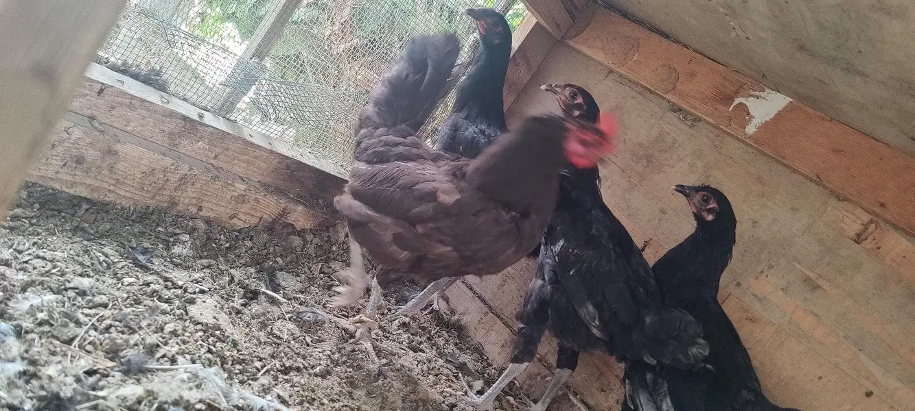 2 Heera Madi 1 Aseel Madi 3 Austrolop Madi 3 Aseel chicks — photo 3