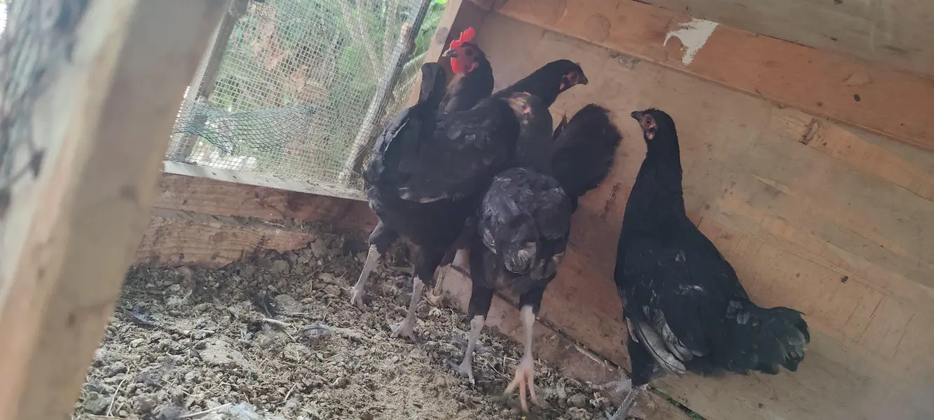 2 Heera Madi 1 Aseel Madi 3 Austrolop Madi 3 Aseel chicks — photo 4
