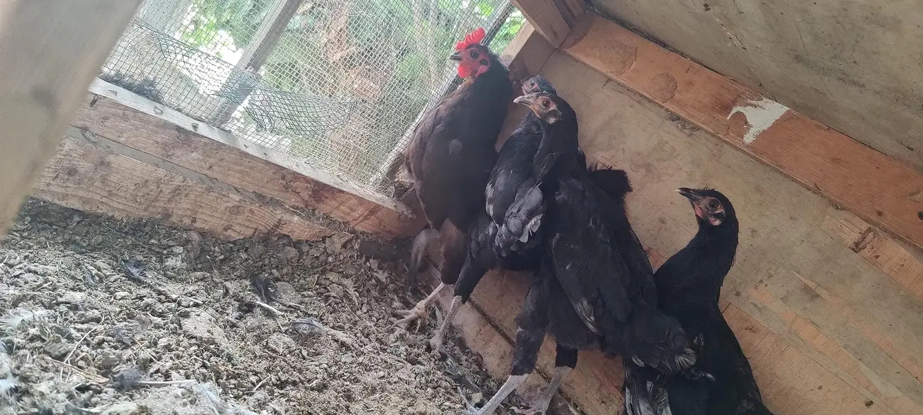 2 Heera Madi 1 Aseel Madi 3 Austrolop Madi 3 Aseel chicks — photo 5