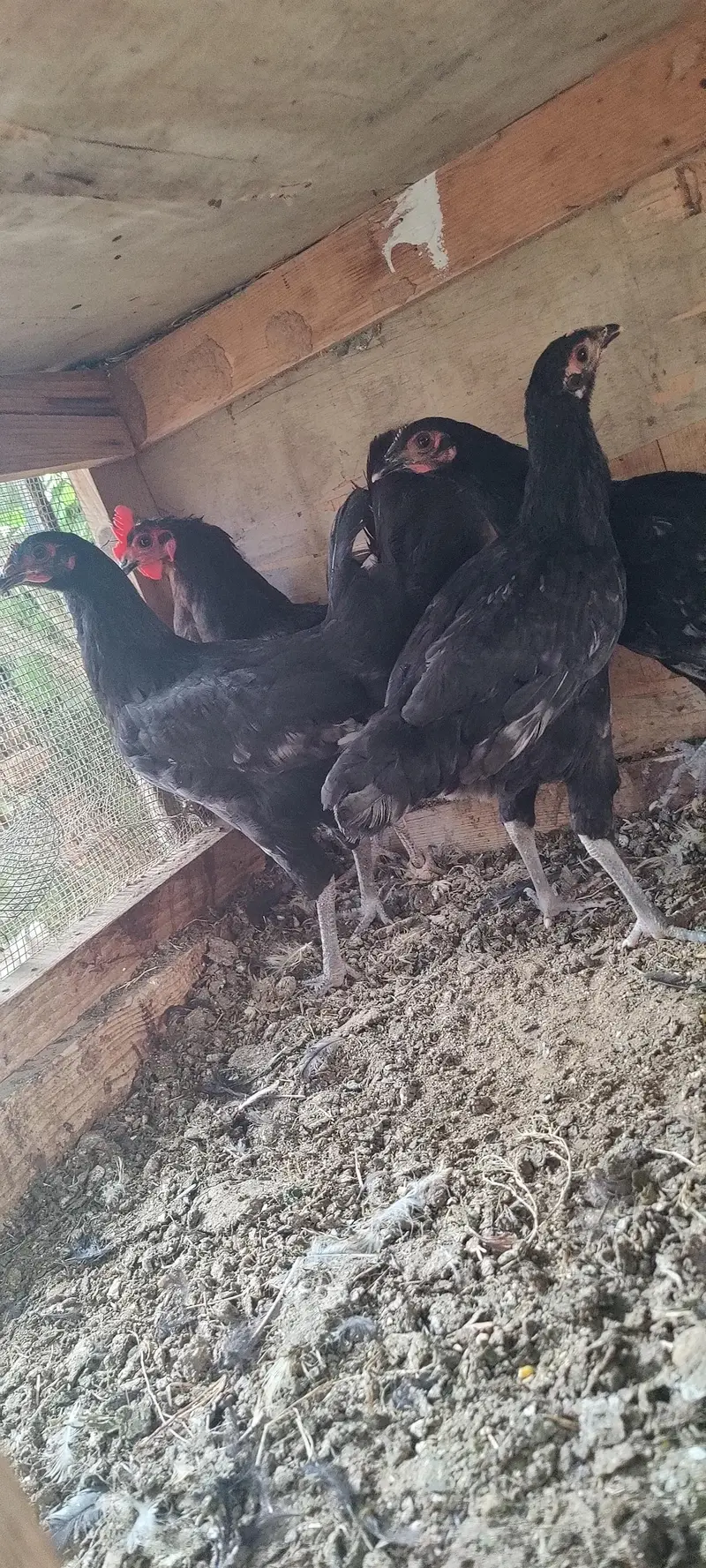 2 Heera Madi 1 Aseel Madi 3 Austrolop Madi 3 Aseel chicks — photo 6